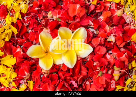 L'Indonésie, de Tejakula, Bali, Frangipani flowers Banque D'Images