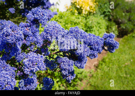 Ceanothus Dark Star en pleine floraison Banque D'Images