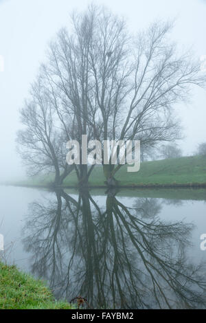 Les fens à Willingham, Cambridgeshire, Royaume-Uni. 6 janvier 2016. À l'aube un brouillard épais couvre le Old West River dans les fens à Willingham dans Cambridgeshire. C'était étrangement calme, sombre et toujours avec pas de vent et comme miroir reflet dans la rivière. L'ancienne rivière West fait partie de la Great Ouse système exécutant des Midlands de l'East Anglia le laver à Kings Lynn et jusqu'à présent cet hiver a réussi à contenir l'eau de pluie. Credit : Julian Eales/Alamy Live News Banque D'Images