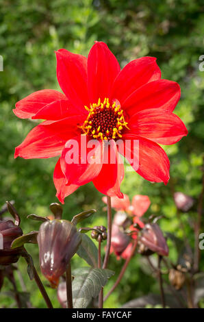 Évêque de Llandaff Dahlia Banque D'Images