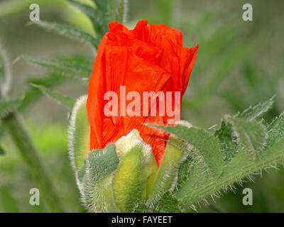 Poppies avec bud libre, foisonnent dans une forte couleur rouge Banque D'Images