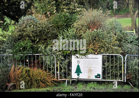 Brighton UK 6 Janvier 2016 - Noël et Nouvel An est bel et bien fini maintenant que le personnel du Conseil de commencer à enlever les centaines d'arbres de Noël à gauche à un point de recyclage dans le Queens Park Crédit : Brighton Simon Dack/Alamy Live News Banque D'Images