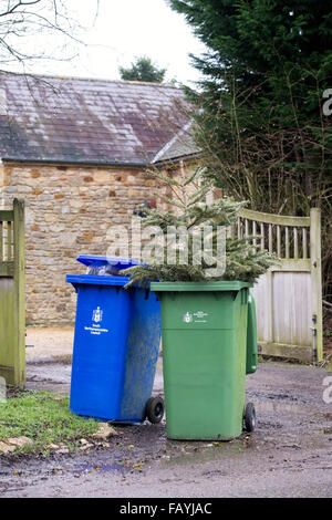 Noël est terminé. Arbre de Noël dans un wheelie bin Banque D'Images