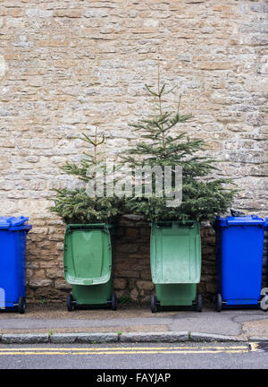 Noël est terminé. Arbres de Noël en wheelie bins Banque D'Images