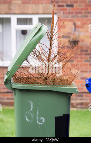 Noël est terminé. Arbre de Noël dans un wheelie bin Banque D'Images