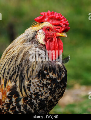 Portrait d'un poulet de l'Islande. Banque D'Images