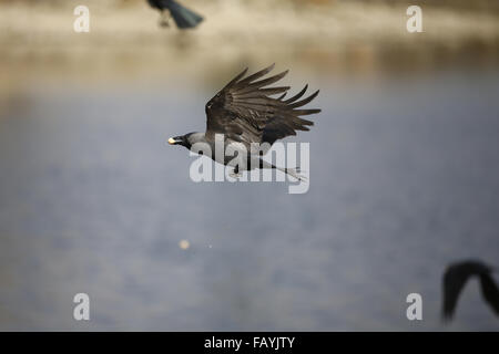 Katmandou, Népal. 6 janvier, 2016. Un oiseau volant s'empare des nutrela à Taudaha Lake à Katmandou, au Népal, le mercredi, 6 Jan, 2016. L'Taudaha Lake est une escale pour de nombreuses espèces d'oiseaux migrateurs. © Skanda Gautam/ZUMA/Alamy Fil Live News Banque D'Images