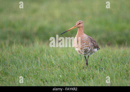 Godwit à queue noire / Uferschnepfe ( Limosa limosa ) adulte, en plumage de reproduction, marcher dans l'herbe, faune, Europe. Banque D'Images