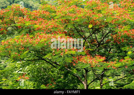 Les papillons blancs se nourrissent des fleurs rouges de l'arbre Royal Poinciana, Indonésie Banque D'Images