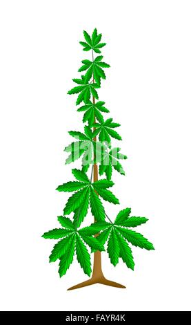 De légumes et d'herbes, une illustration de Cannabis frais, de chanvre ou de la marijuana utilisée à des fins médicinales ou drogue à usage récréatif. Banque D'Images
