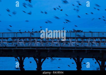 Aberystwyth, Pays de Galles, Royaume-Uni. 6 janvier, 2016. Chaque soir entre octobre et mars, des dizaines de milliers d'étourneaux volent dans urmurations "énorme ; dans le ciel au-dessus d'Aberystwyth, avant de s'installer au perchoir pour la nuit sur les jambes de fer de fonte de la Victorian station pier. Credit : Keith morris/Alamy Live News Banque D'Images