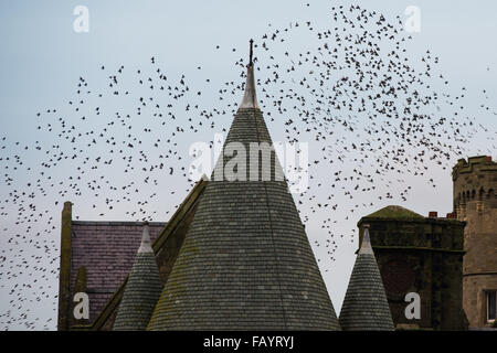 Aberystwyth, Pays de Galles, Royaume-Uni. 6 janvier, 2016. Chaque soir entre octobre et mars, des dizaines de milliers d'oiseaux voler dans urmurations "énorme ; dans le ciel au-dessus de la ville avant de s'installer au perchoir pour la nuit sur les jambes de fer de fonte de la Victorian station pier. Aberystwyth est l'un des rares gîtes starling urbaine au Royaume-Uni. Credit : Keith morris/Alamy Live News Banque D'Images