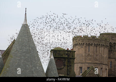 Aberystwyth, Pays de Galles, Royaume-Uni. 6 janvier, 2016. Chaque soir entre octobre et mars, des dizaines de milliers d'oiseaux voler dans urmurations "énorme ; dans le ciel au-dessus de la ville avant de s'installer au perchoir pour la nuit sur les jambes de fer de fonte de la Victorian station pier. Aberystwyth est l'un des rares gîtes starling urbaine au Royaume-Uni. Credit : Keith morris/Alamy Live News Banque D'Images