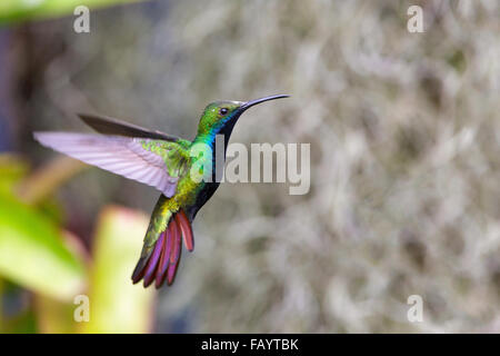 Homme Black-throated Hummingbird mangue Banque D'Images