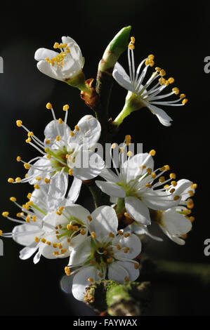 Belle fleur de prunellier UK Banque D'Images