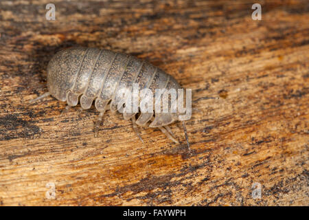 Cloportes vulgaires, comprimé bug, Riesen-Rollassel Riesenrollassel Rollassel,, grosse, Rollasseln Helleria brevicornis, Korsika, Corse, Banque D'Images