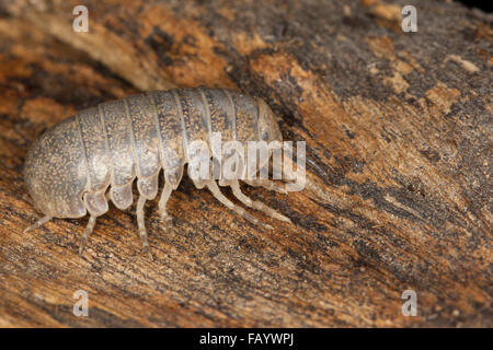 Cloportes vulgaires, comprimé bug, Riesen-Rollassel Riesenrollassel Rollassel,, grosse, Rollasseln Helleria brevicornis, Korsika, Corse, Banque D'Images