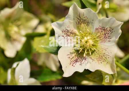 L'hellébore blanc avec marquage moucheté rouge, la floraison dans un jardin de printemps en Angleterre. Banque D'Images