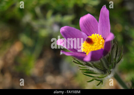 Fleur pourpre Pulsatilla dans soleil du printemps Banque D'Images