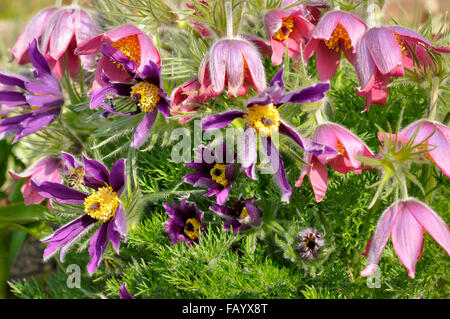 Mélange de diverses fleurs de couleur Pulsatilla dans soleil du printemps. Banque D'Images