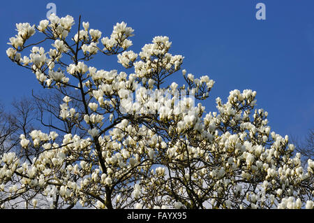 Jusqu'à la claire dans un magnolia blanc en pleine floraison contre un ressort bleu ciel. Banque D'Images