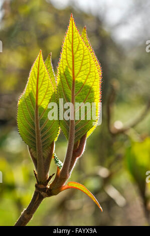 Les nouvelles feuilles veinées d'un Hydrangea aspera bush au printemps avec un soleil faisant les feuilles glow. Banque D'Images