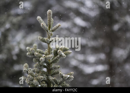 Haut d'un arbre avec des arbres en arrière-plan dans la neige. Banque D'Images