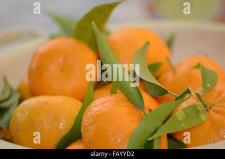 Mandarines juste pris de l'arbre Banque D'Images