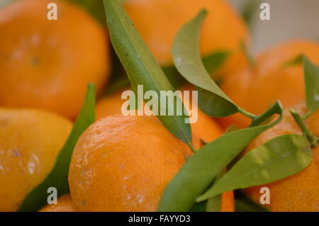 Mandarines juste pris de l'arbre Banque D'Images