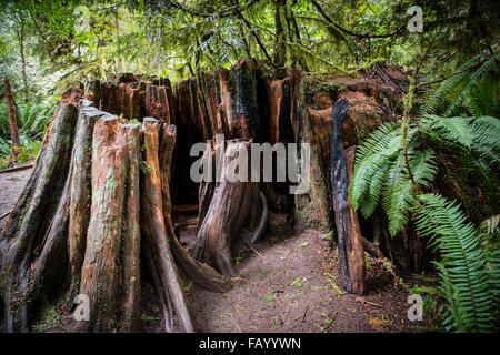 Cathedral Grove, parc national Pacific Rim, l'île de Vancouver, Colombie-Britannique, Canada, Amérique du Nord Banque D'Images