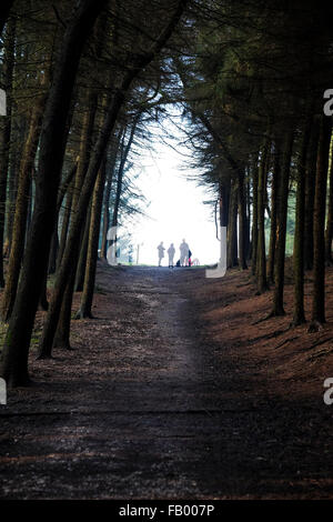 Beacon est tombé, Lancashire, Angleterre. Dog Walkers silhouetté contre le ciel à la fin d'un chemin forestiers sur Beacon est tombé. Banque D'Images