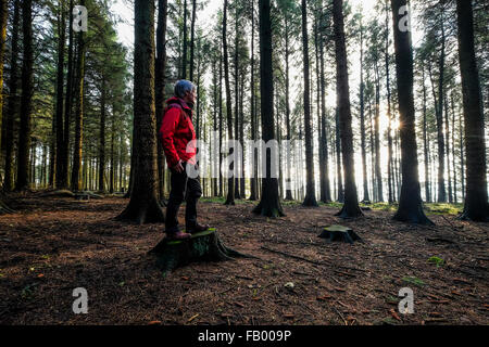 Homme debout sur la souche d'arbre dans la forêt de Beacon est tombé dans le Lancashire Banque D'Images