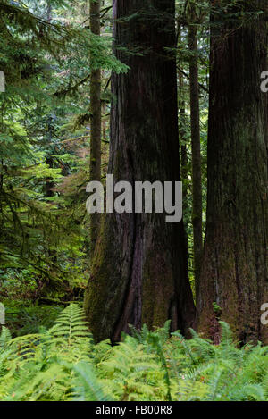 Cathedral Grove, parc national Pacific Rim, l'île de Vancouver, Colombie-Britannique, Canada, Amérique du Nord Banque D'Images