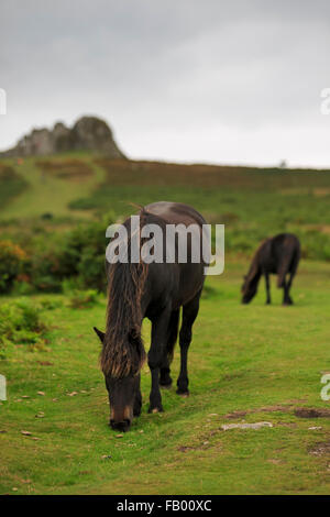 Poneys Dartmoor sauvages broutent Haytor ci-dessous, l'un des plus populaires du granit exposées sur le Dartmoor, Devon Banque D'Images