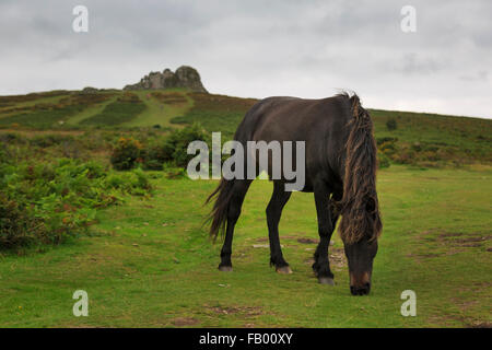 Un poney Dartmoor sauvages broutent Haytor ci-dessous, l'un des plus populaires du granit exposées sur le Dartmoor, Devon Banque D'Images