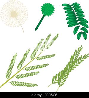 De légumes et d'herbes, de pièces d'illustration vectorielle Popinac Blanc ou sauvage, fleur de tamarinier, Pods et laisser isolé sur zone blanche Illustration de Vecteur