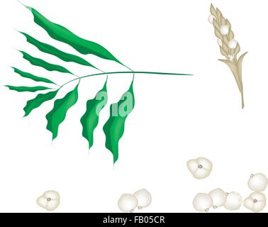 De légumes et d'herbes, Vector Illustration de parties de Cardamome blanche ou cardamome siamois plante avec des fleurs et des gousses isolé sur W Illustration de Vecteur