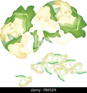Illustration vectorielle, légumes frais et délicieux de chou-fleur et chou-fleur haché avec Green Leaf isolated on White Illustration de Vecteur
