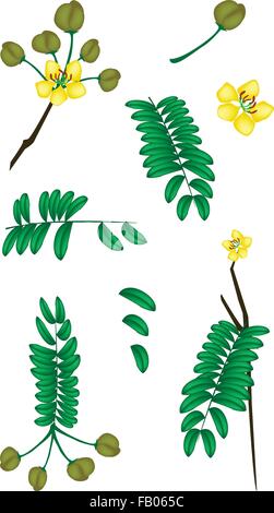 De légumes et d'herbes, de pièces d'illustration vectorielle Cassod, Senna siamea ou cuivre thaï avec des feuilles, fleurs et gousses isolé sur W Illustration de Vecteur