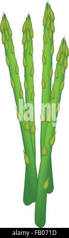 Illustration vectorielle, légumes frais et délicieux de l'asperge verte ou Asparagus officinalis isolé sur fond blanc. Illustration de Vecteur
