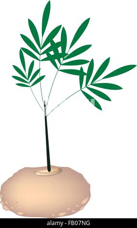 Légume, Vector Illustration d'Elephant Yam, Stanley S eau à remous ou plante Konjac isolé sur fond blanc. Illustration de Vecteur