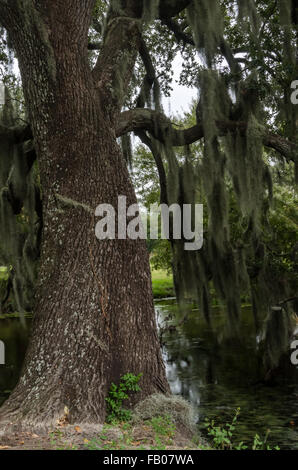 Tronc d'un grand chêne vivre près d'un étang dans un parc à New Orleans Banque D'Images