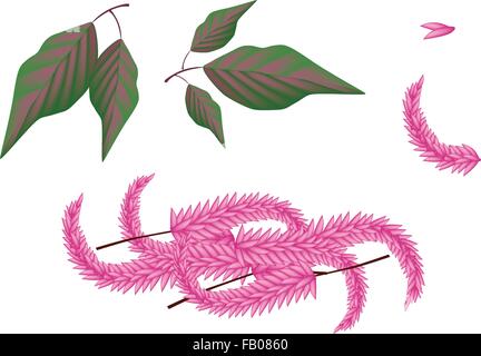 De légumes et d'herbes, une illustration des parties de l'Amarante Amaranthus cruentus frais ou des plantes, des fleurs et des feuilles isolées sur fond blanc Illustration de Vecteur