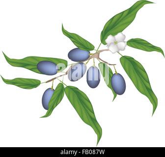 Des fruits, une illustration de délicieuses Olives mûres Chine avec des feuilles et Blossom Hanging on Tree Branch isolated on White Backgroun Illustration de Vecteur