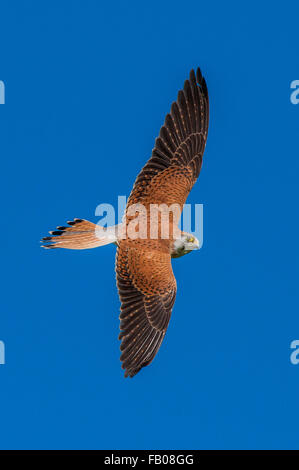 Nankeen crécerelle (Falco cenchroides) en vol contre un ciel bleu. Les parties supérieures sont clairement indiqués. Banque D'Images