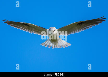 Black-shouldered Kite (Elanus axillaris) en vol stationnaire. Les oiseaux de proie de l'Australie, les rapaces diurnes. Banque D'Images