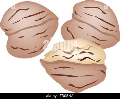 Une Pile de décortiquées et les noix en isolé sur fond blanc, une bonne source de fibres alimentaires, vitamines et minéraux. Illustration de Vecteur