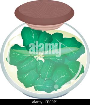 Légumes Marinés, une illustration de Collard ou chou vert en saumure de vinaigre et de sel dans un bocal de verre isolé sur Bac blanc Illustration de Vecteur