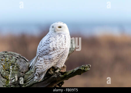 Snowy Owl- Gros plan sur le moignon Vancouver,Canada Banque D'Images