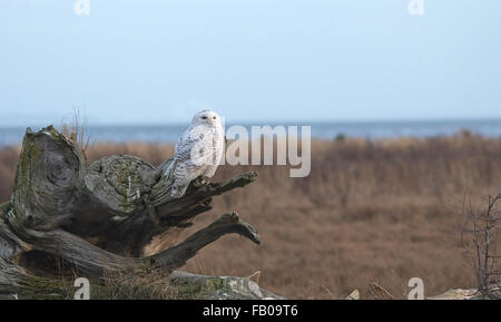 Snowy Owl- autonome sur le moignon Vancouver,Canada Banque D'Images